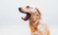 Dog in Action