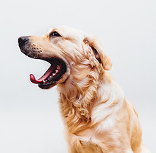 Dog in Action