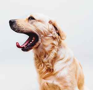 Dog in Action