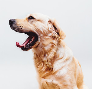 Dog in Action