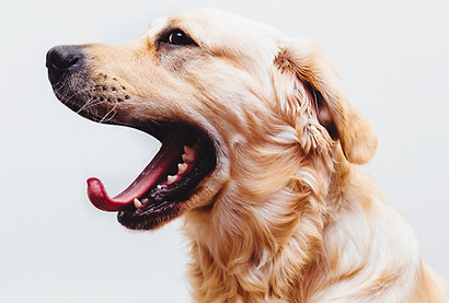Dog in Action
