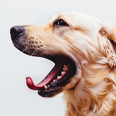 Dog in Action