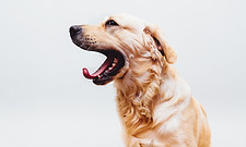 Chien qui baille