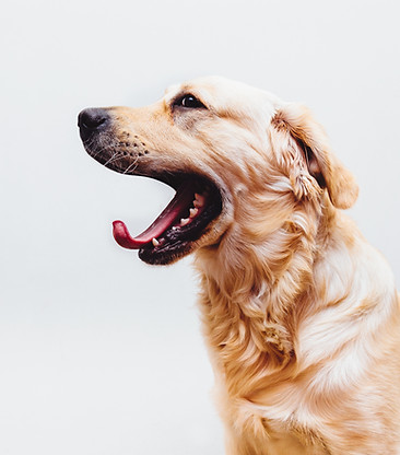 Dog in Action