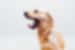 Dog in Action