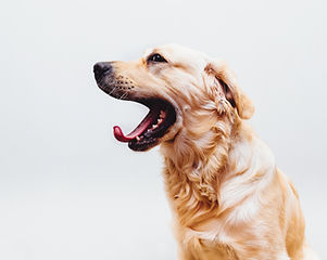 Dog in Action