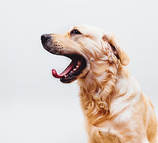 Hund in Aktion