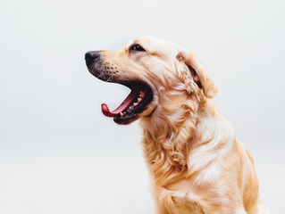Looking for the little signs of frustration in dog behaviour