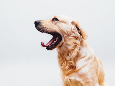 Is Your Tongue Tied? The Relationship between Tongue Tie and TMJ Disorder