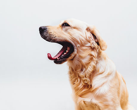 Dog in Action