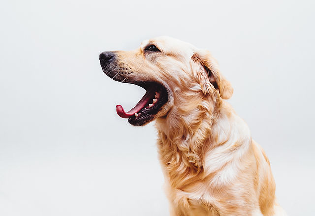 Designer dogs mobile grooming clearance