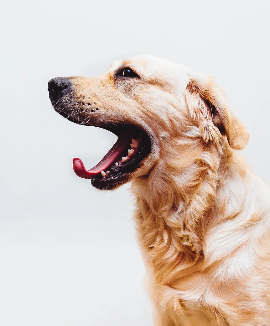 Dog in Action
