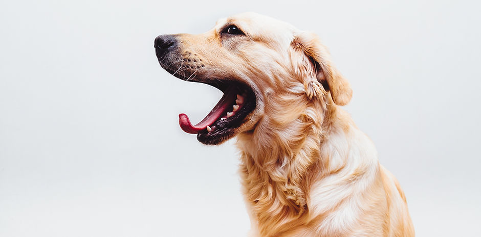 Dog in Action