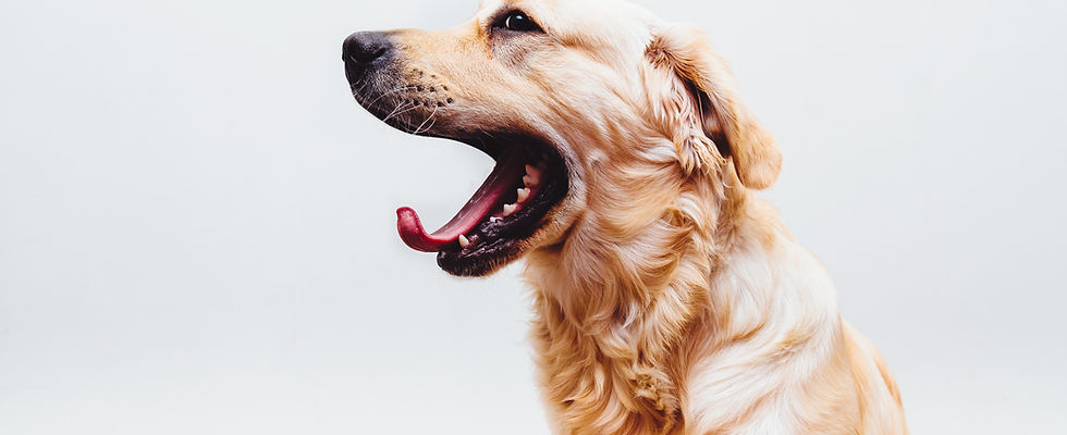Dog in Action