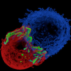 How are T Cells Activated (Simplified)