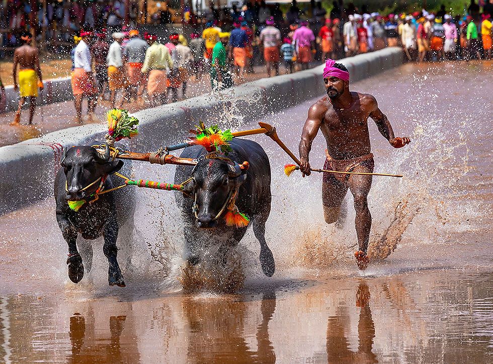 Run with the Wind - Kambala Buffalo Race