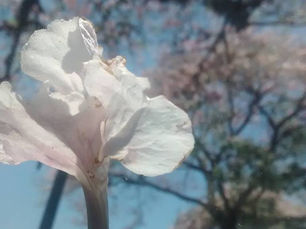 Sobre Ciclos e Renovação - Lições da Natureza
