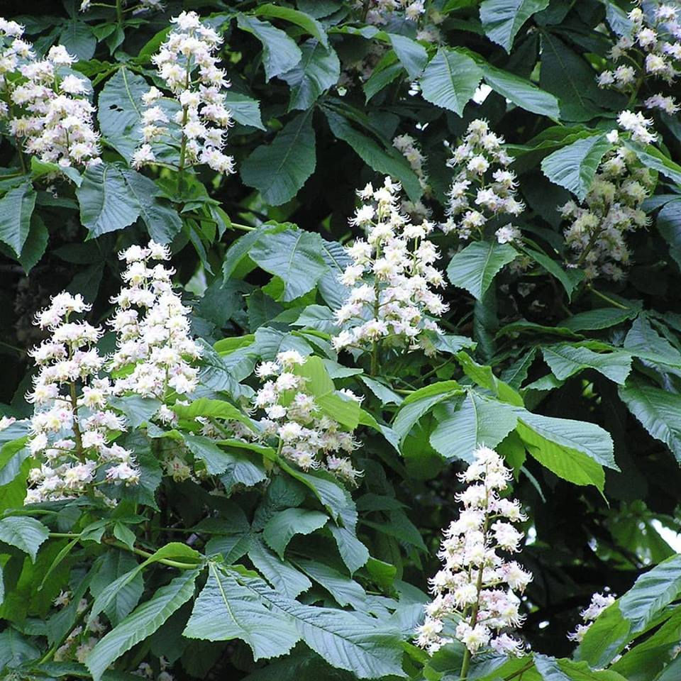 Foto autoria desconhecida