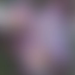 Os 5 princípios do Reiki