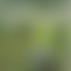 Comunicação em foco