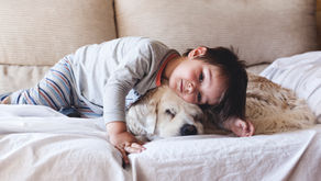 How Change Affects Your Pets & What You Can Do