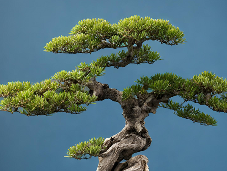 Cultivating Serenity: The Art of Bonsai as a Soothing Hobby
