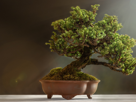 Styling your Bonsai