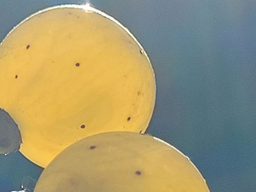 M&M-Bioweine, willkommen in unserem Blog