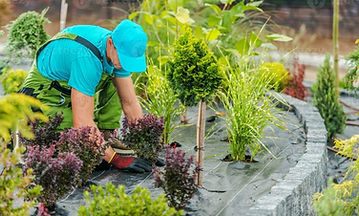 garden.jpg