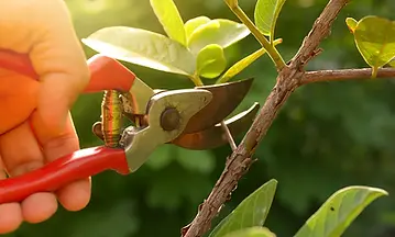 Pruning.webp