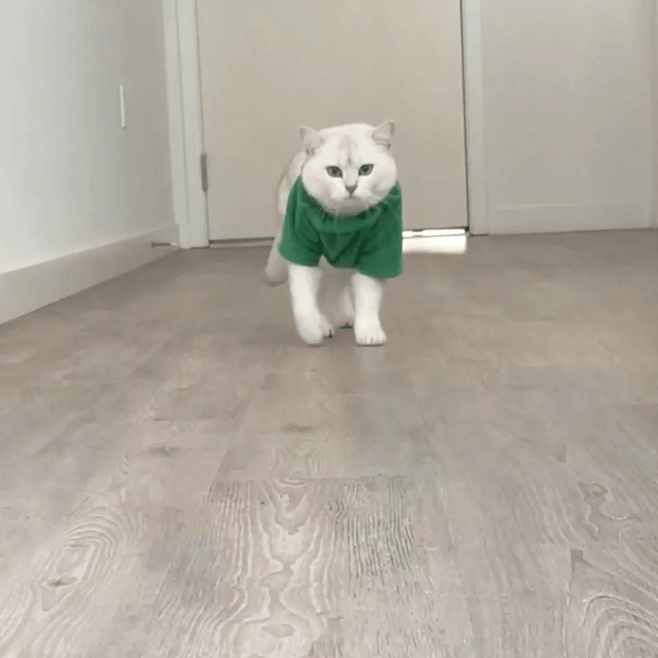 CatWalk.gif