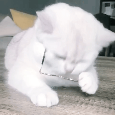 Coby Sunnies GIF.gif
