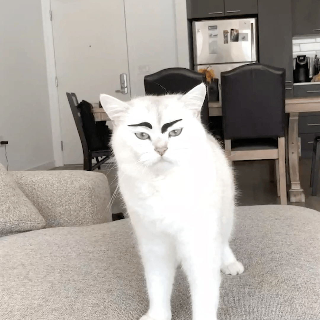Eyebrows.gif