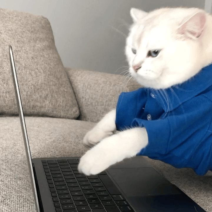 Coby Typing GIF.gif