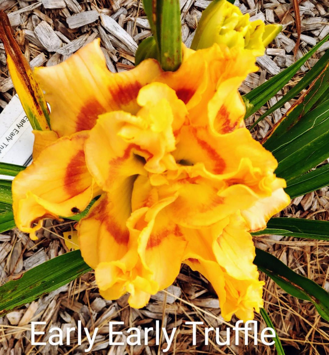 Early Early Truffle