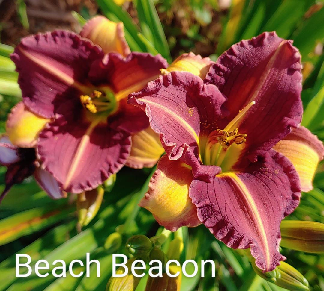 Beach Beacon