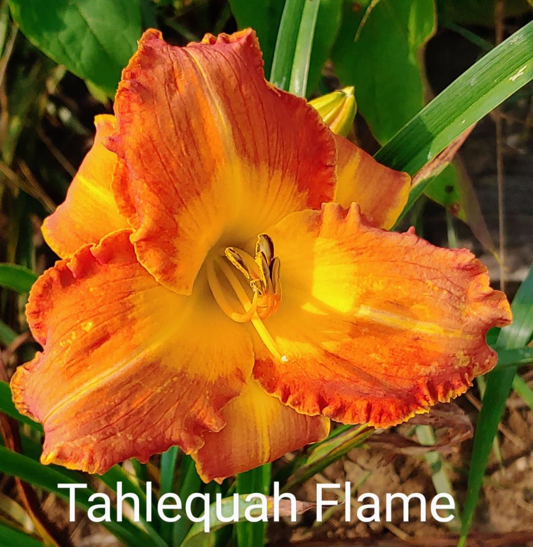 Tahlequah Flame