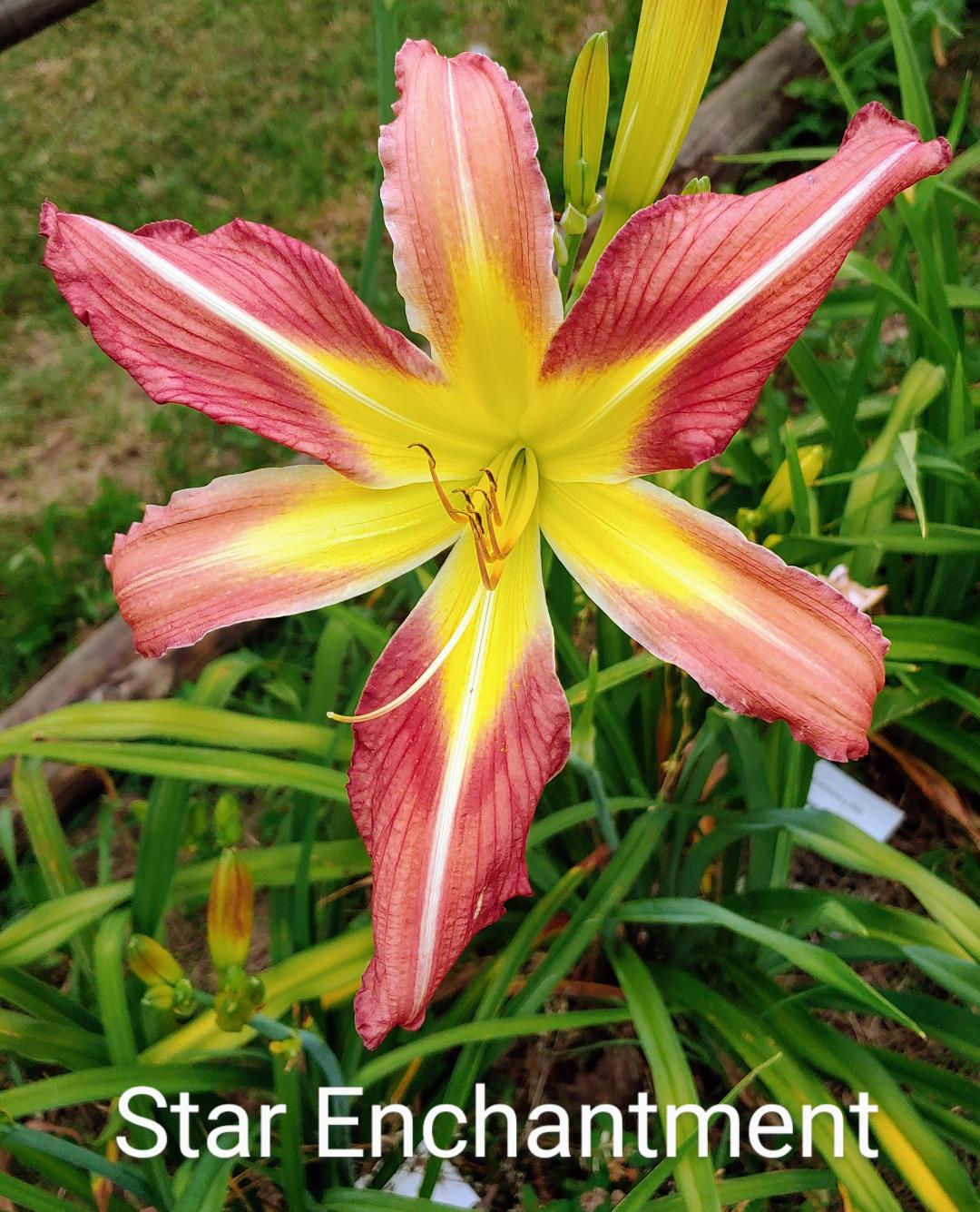 Star Enchantment