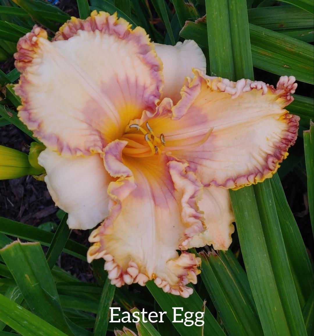 Easter Egg