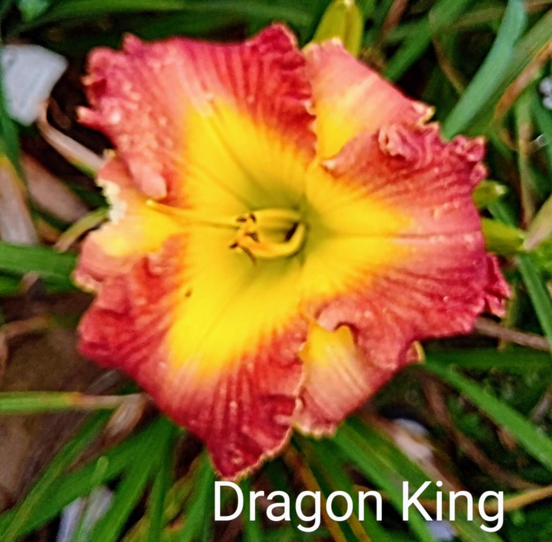 Dragon King