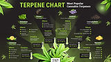 Cannabis Terpenes Most Popular