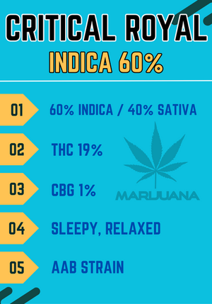 Critical Royal Cannabis