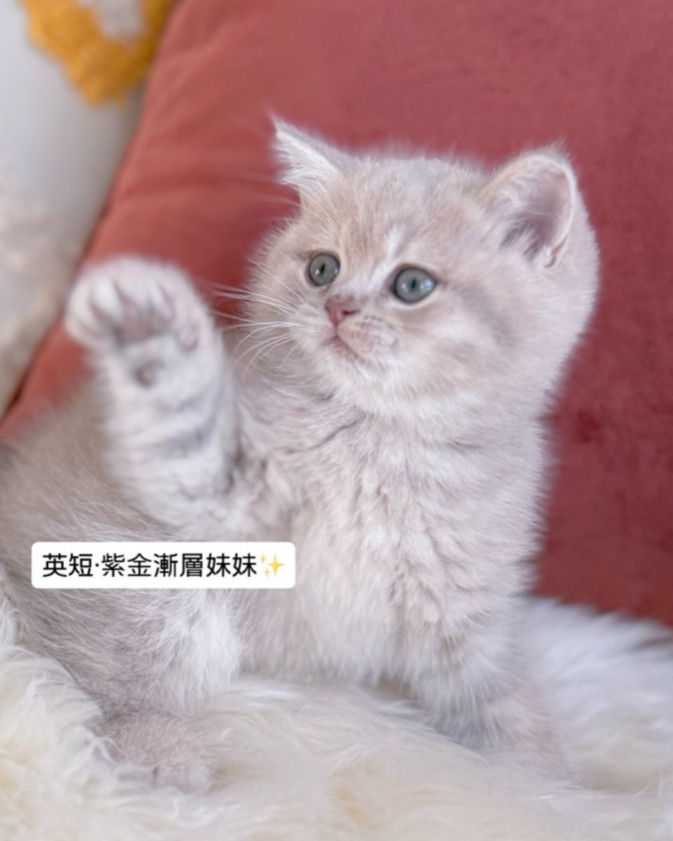 紫金漸層妹妹(已有家長)