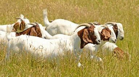 Boar Meat Goats in Pasture.jfif