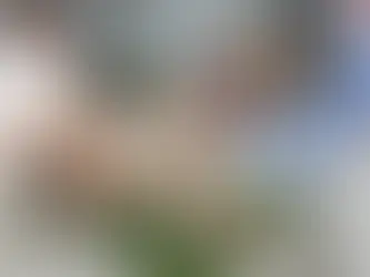 Training Your Toy Breed