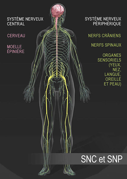 SNC-et-SNP copie.jpg