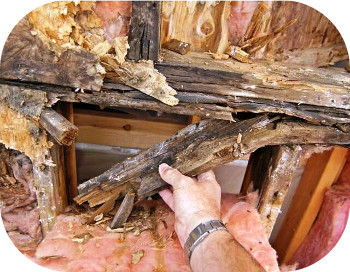 пораженная грибком древесина