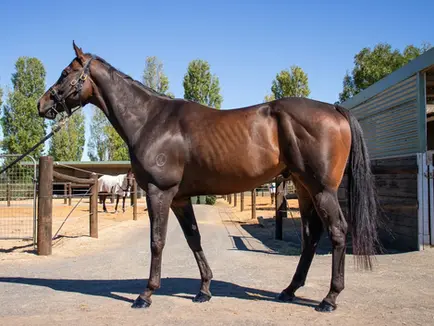 More Than a Race: The Social Benefits of Our Horse Racing Syndicates