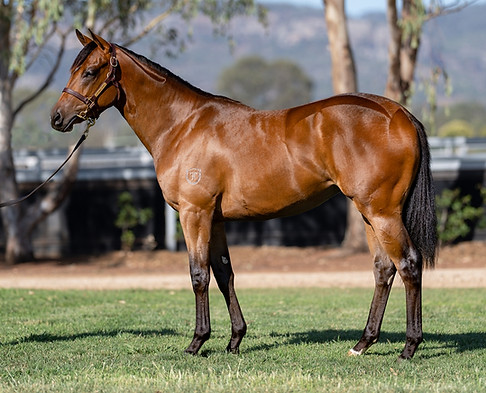 Brave Smash x Anabaa's Legacy filly.jpg