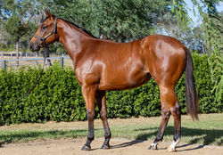 Spirit of Boom x Lady Grazier Colt_edited